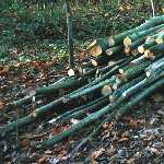 pole pile 